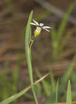 Annual blue-eyed grass